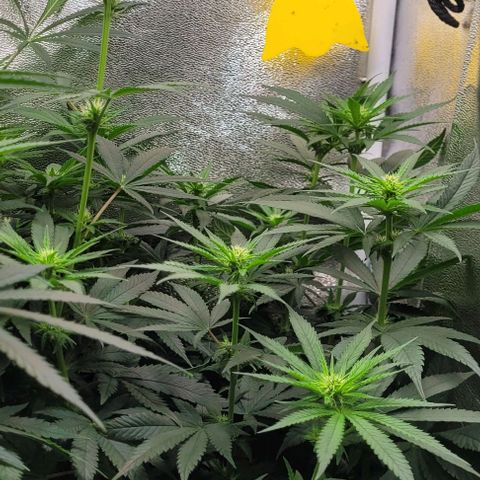Dance world cbd growlog timeline photo