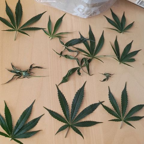 Dance world cbd growlog timeline photo