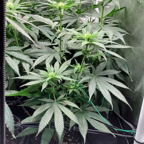 Dance world cbd growlog timeline photo