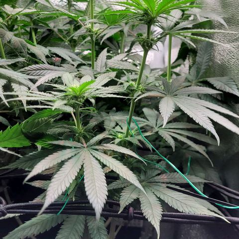 Dance world cbd growlog timeline photo