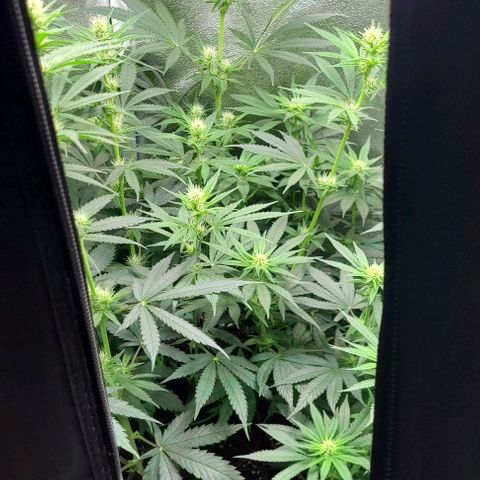 Dance world cbd growlog timeline photo