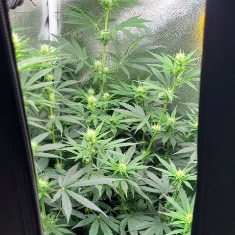 Dance world cbd growlog timeline photo