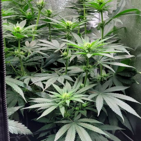 Dance world cbd growlog timeline photo