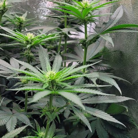 Dance world cbd growlog timeline photo