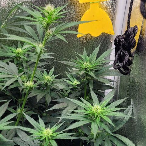 Dance world cbd growlog timeline photo