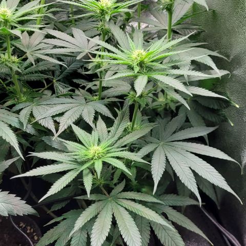 Dance world cbd growlog timeline photo