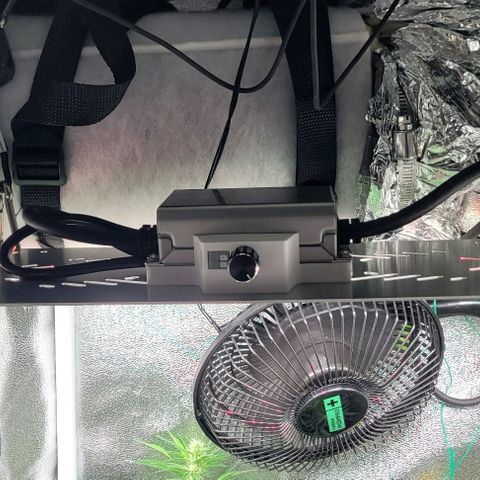 Dance world cbd growlog timeline photo