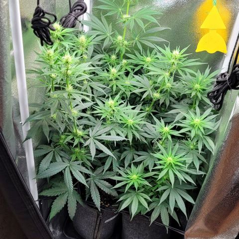 Dance world cbd growlog timeline photo