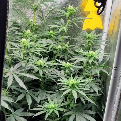 Dance world cbd growlog timeline photo