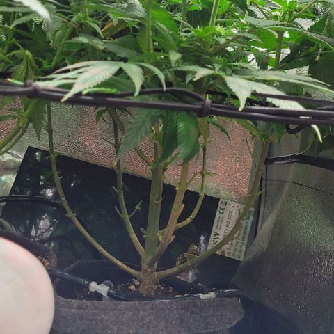 Dance world cbd growlog timeline photo