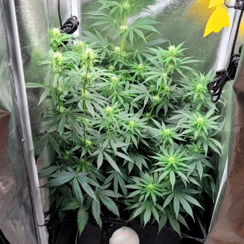 Dance world cbd growlog timeline photo
