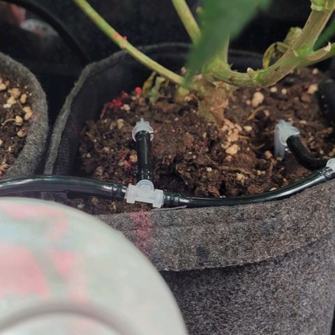 Dance world cbd growlog timeline photo