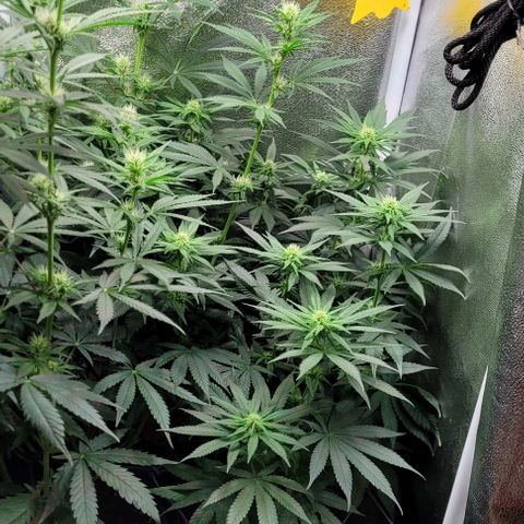 Dance world cbd growlog timeline photo