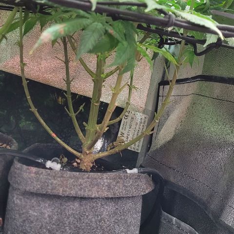 Dance world cbd growlog timeline photo
