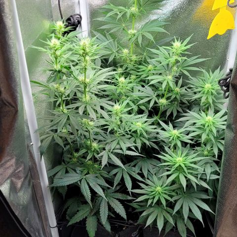 Dance world cbd growlog timeline photo
