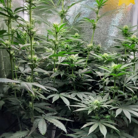 Dance world cbd growlog timeline photo