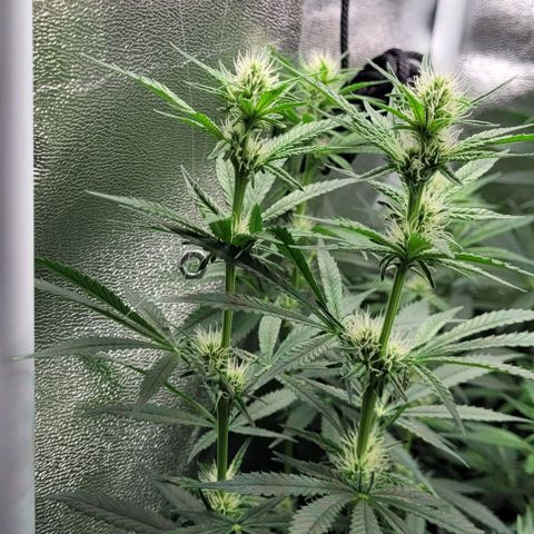 Dance world cbd growlog timeline photo