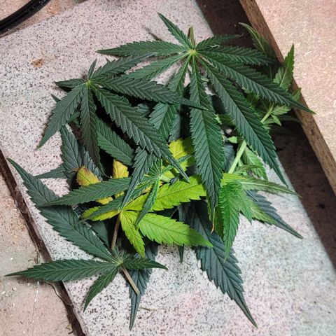 Dance world cbd growlog timeline photo