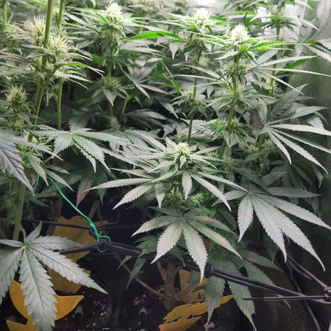 Dance world cbd growlog timeline photo