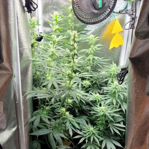 Dance world cbd growlog timeline photo