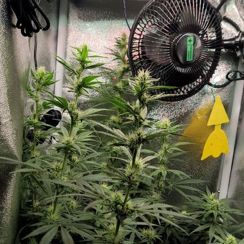 Dance world cbd growlog timeline photo