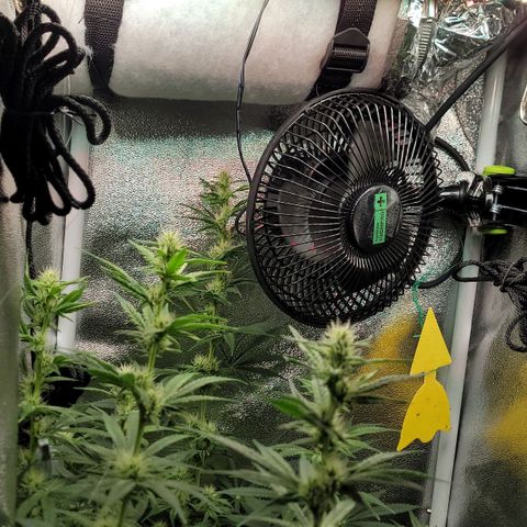 Dance world cbd growlog timeline photo