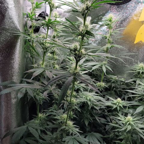 Dance world cbd growlog timeline photo