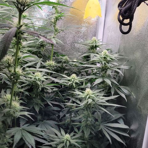 Dance world cbd growlog timeline photo