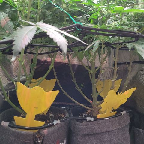 Dance world cbd growlog timeline photo