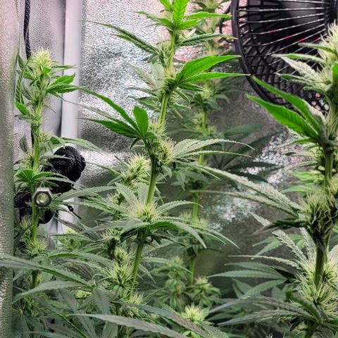 Dance world cbd growlog timeline photo