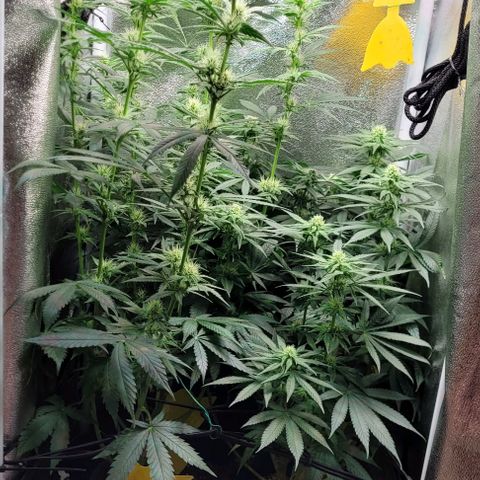 Dance world cbd growlog timeline photo