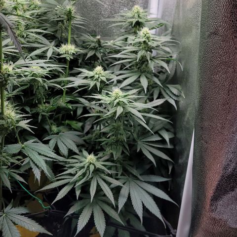 Dance world cbd growlog timeline photo