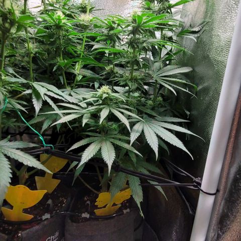 Dance world cbd growlog timeline photo