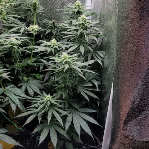 Dance world cbd growlog timeline photo