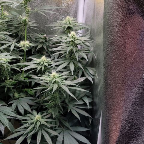 Dance world cbd growlog timeline photo