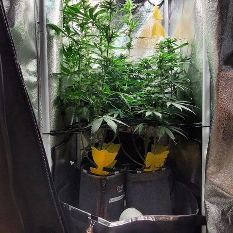 Dance world cbd growlog timeline photo