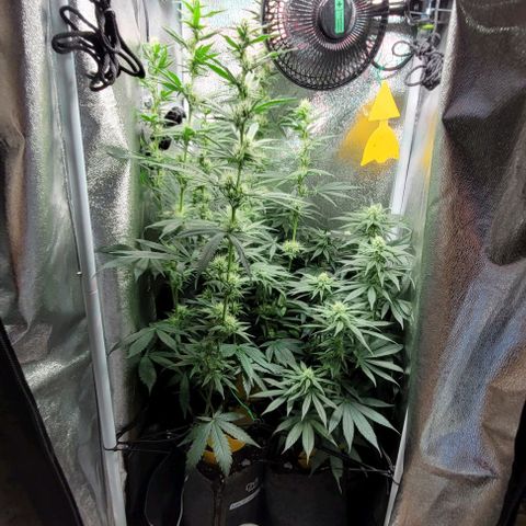 Dance world cbd growlog timeline photo