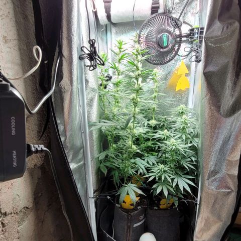 Dance world cbd growlog timeline photo