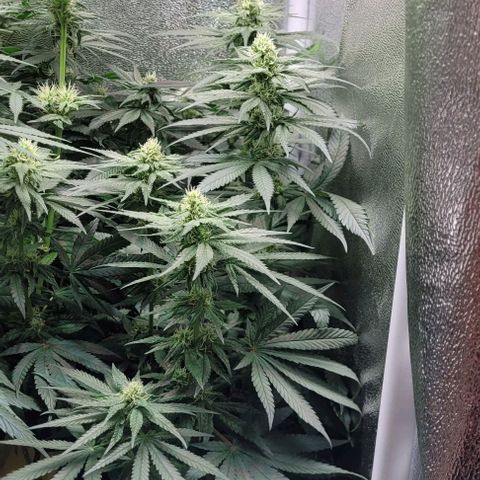 Dance world cbd growlog timeline photo