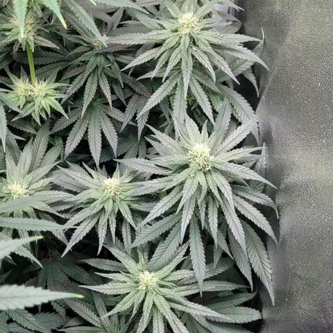 Dance world cbd growlog timeline photo