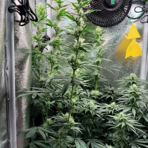 Dance world cbd growlog timeline photo