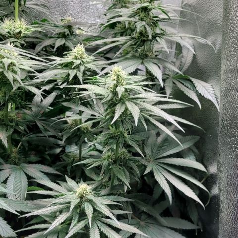 Dance world cbd growlog timeline photo