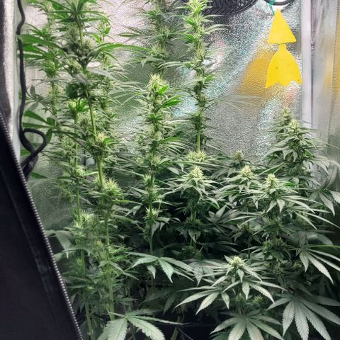Dance world cbd growlog timeline photo