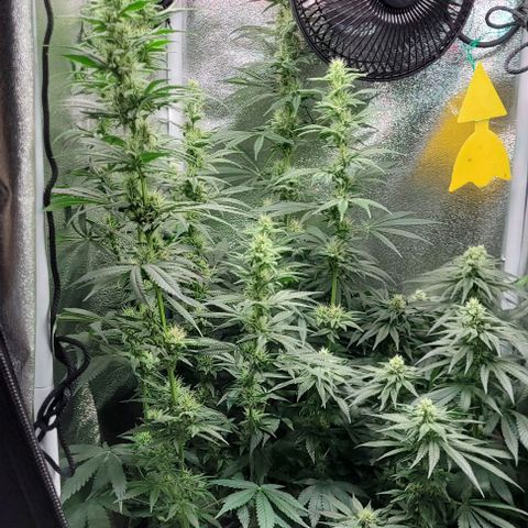 Dance world cbd growlog timeline photo