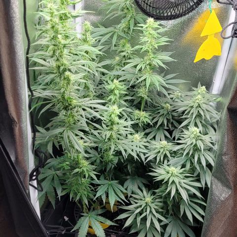 Dance world cbd growlog timeline photo