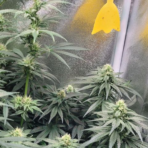 Dance world cbd growlog timeline photo