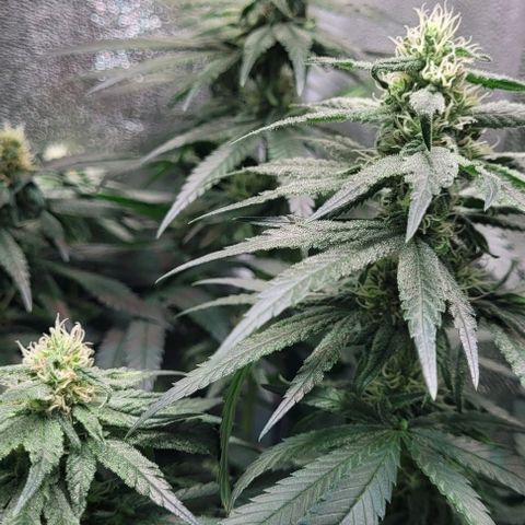 Dance world cbd growlog timeline photo
