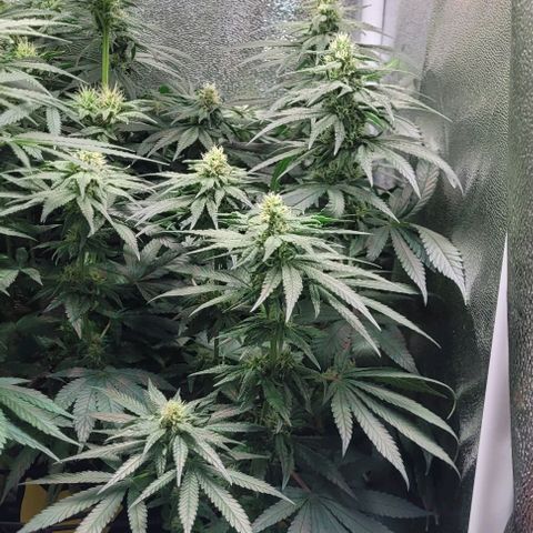 Dance world cbd growlog timeline photo