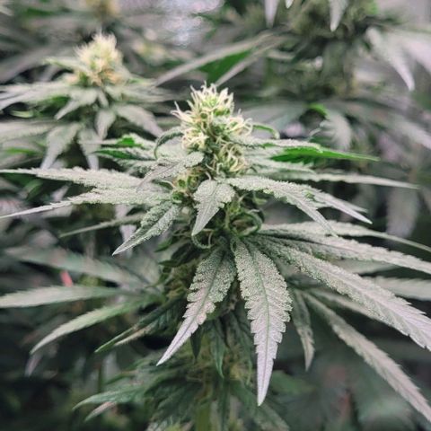 Dance world cbd growlog timeline photo
