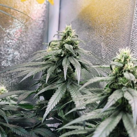 Dance world cbd growlog timeline photo